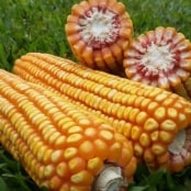 5b53c9aebf084a6a4951cc7107f56d4c