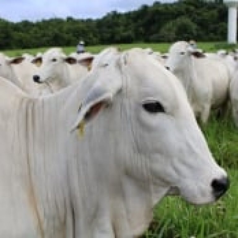 cow-nelore-farm-agro-agriculture-0AOfO